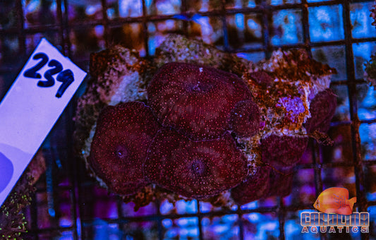 WYSIWYG 239 Mushroom