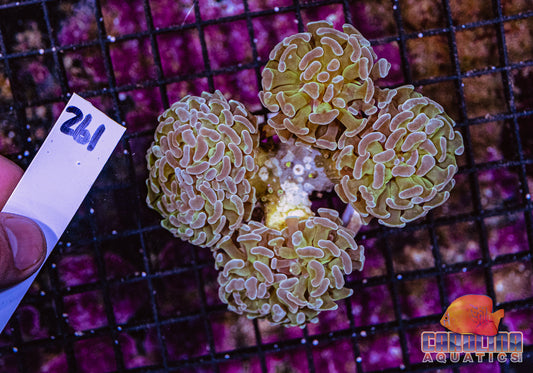 WYSIWYG 261 Branching Hammer