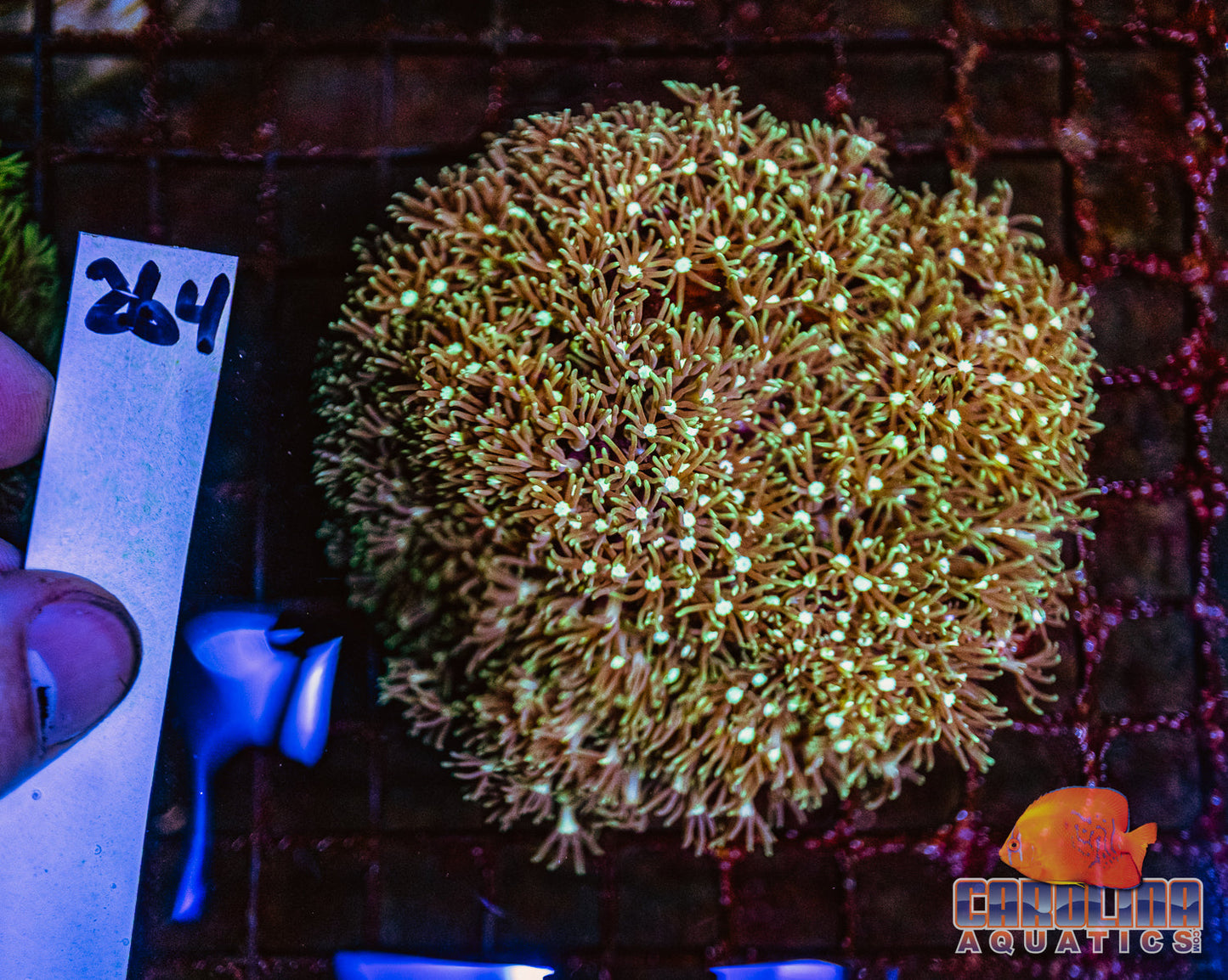 WYSIWYG 264 Green Star Polyp