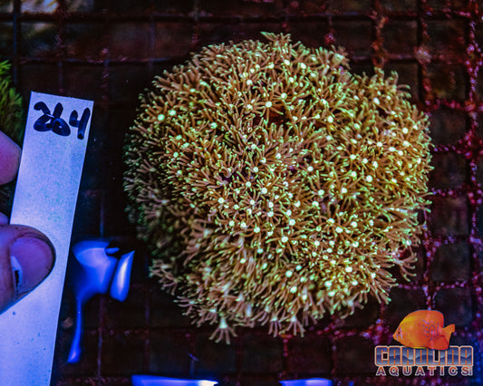 WYSIWYG 264 Green Star Polyp