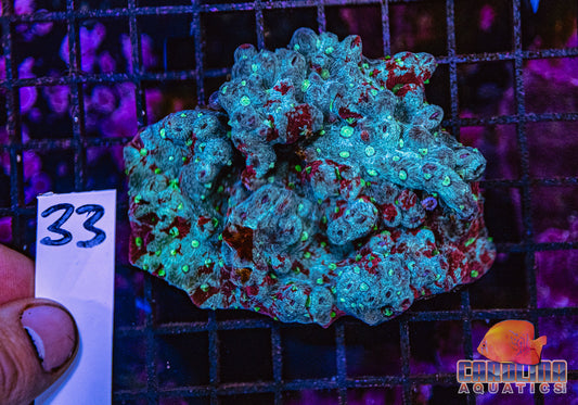 WYSIWYG 33 War Coral