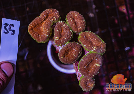 WYSIWYG 35 Branching Lobo