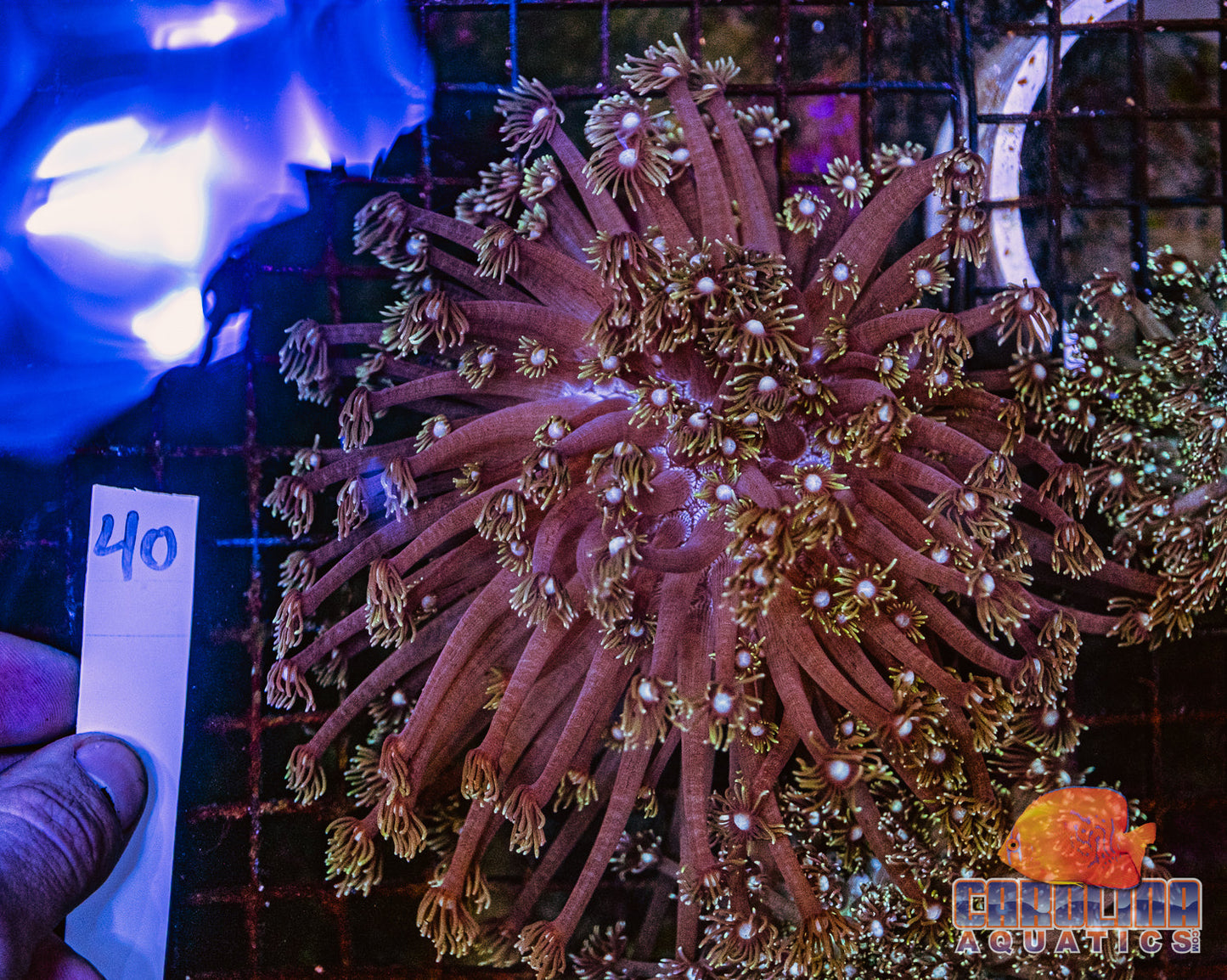 WYSIWYG 40 Goniopora