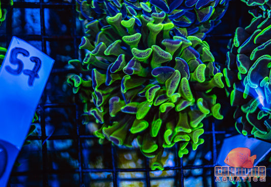 WYSIWYG 57 Darwin Branching Hammer