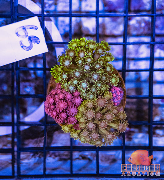 WYSIWYG 65 Goniopora