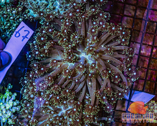 WYSIWYG 67 Goniopora