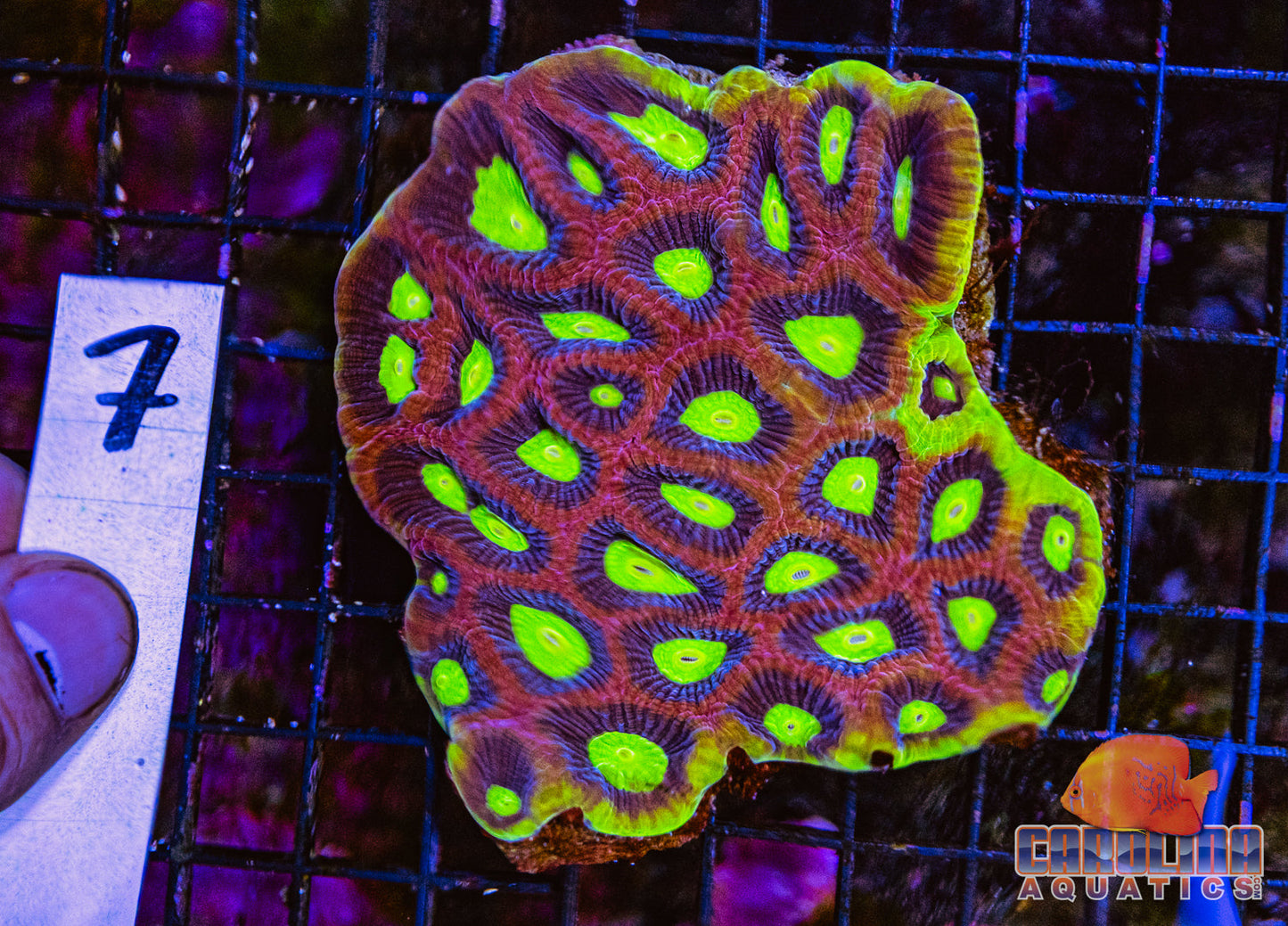 WYSIWYG 7 Dragon Soul Favia