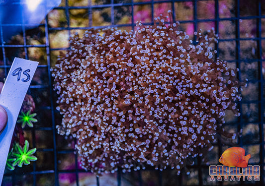 WYSIWYG 95 Frogspawn Branching