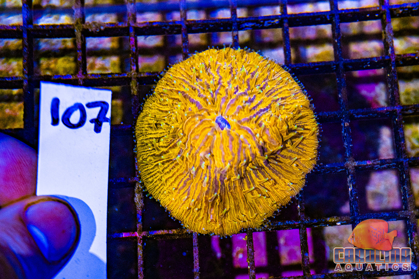 WYSIWYG 107 Plate Coral