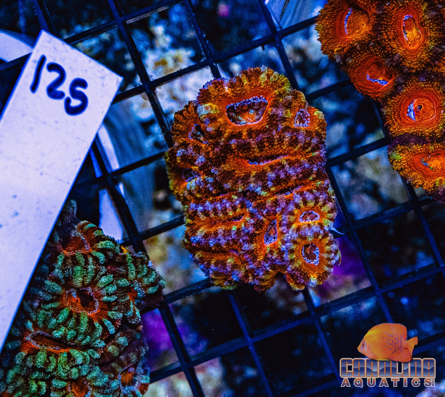 WYSIWYG 125 Acan