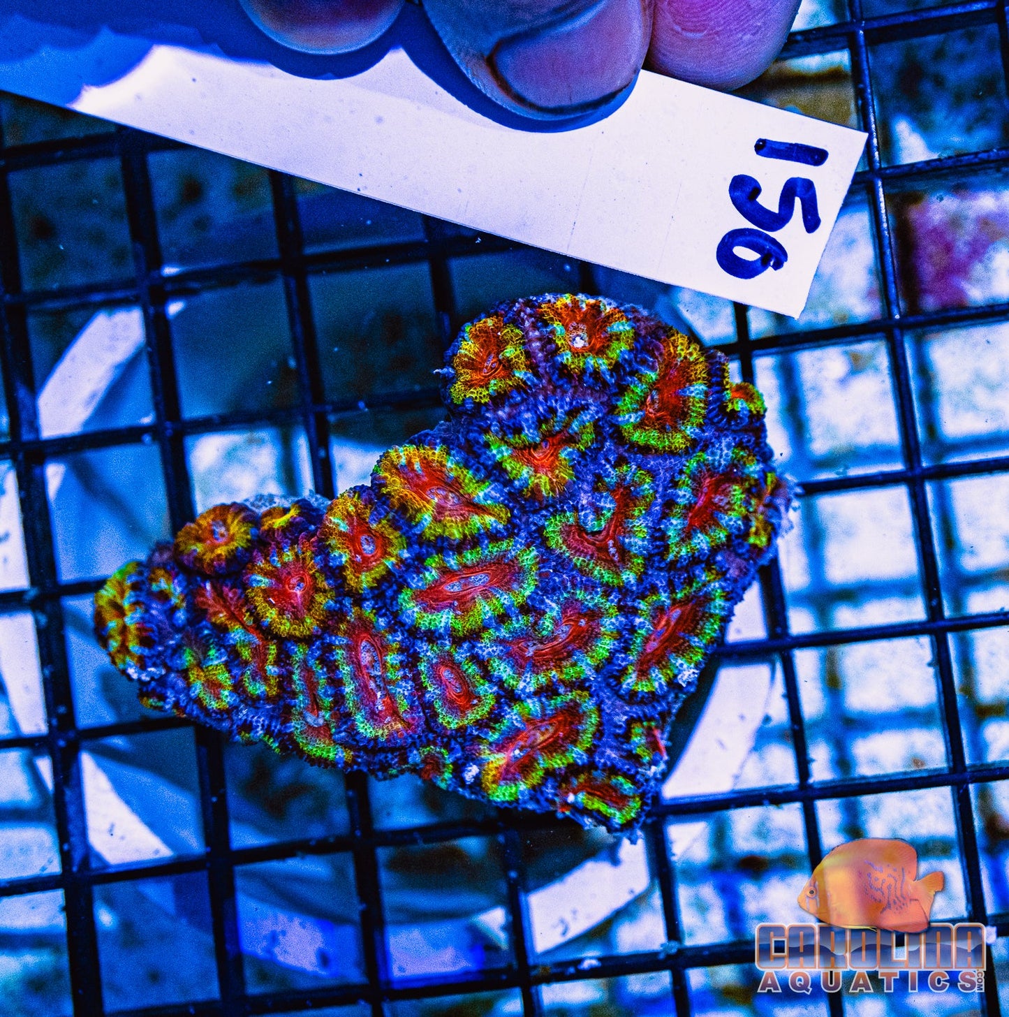 WYSIWYG 150 Acan