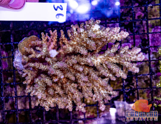 WYSIWYG 36 Fiji Acropora XL