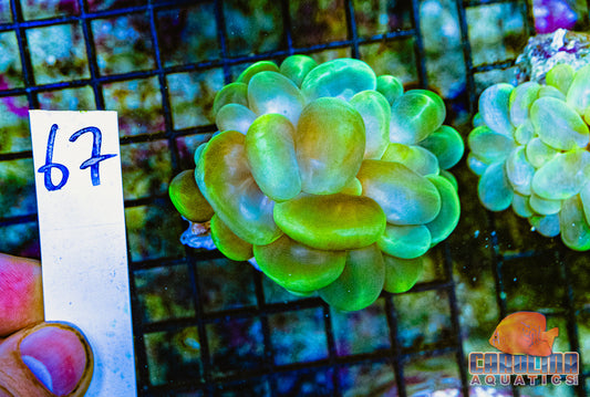 WYSIWYG 67 Bubble Coral