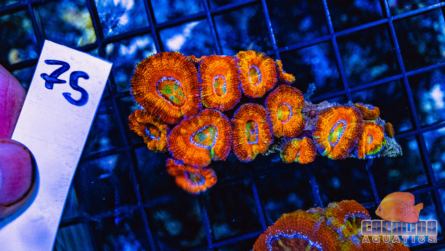 WYSIWYG 75 Acan