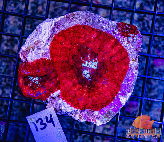 WYSIWYG 134 Mushroom