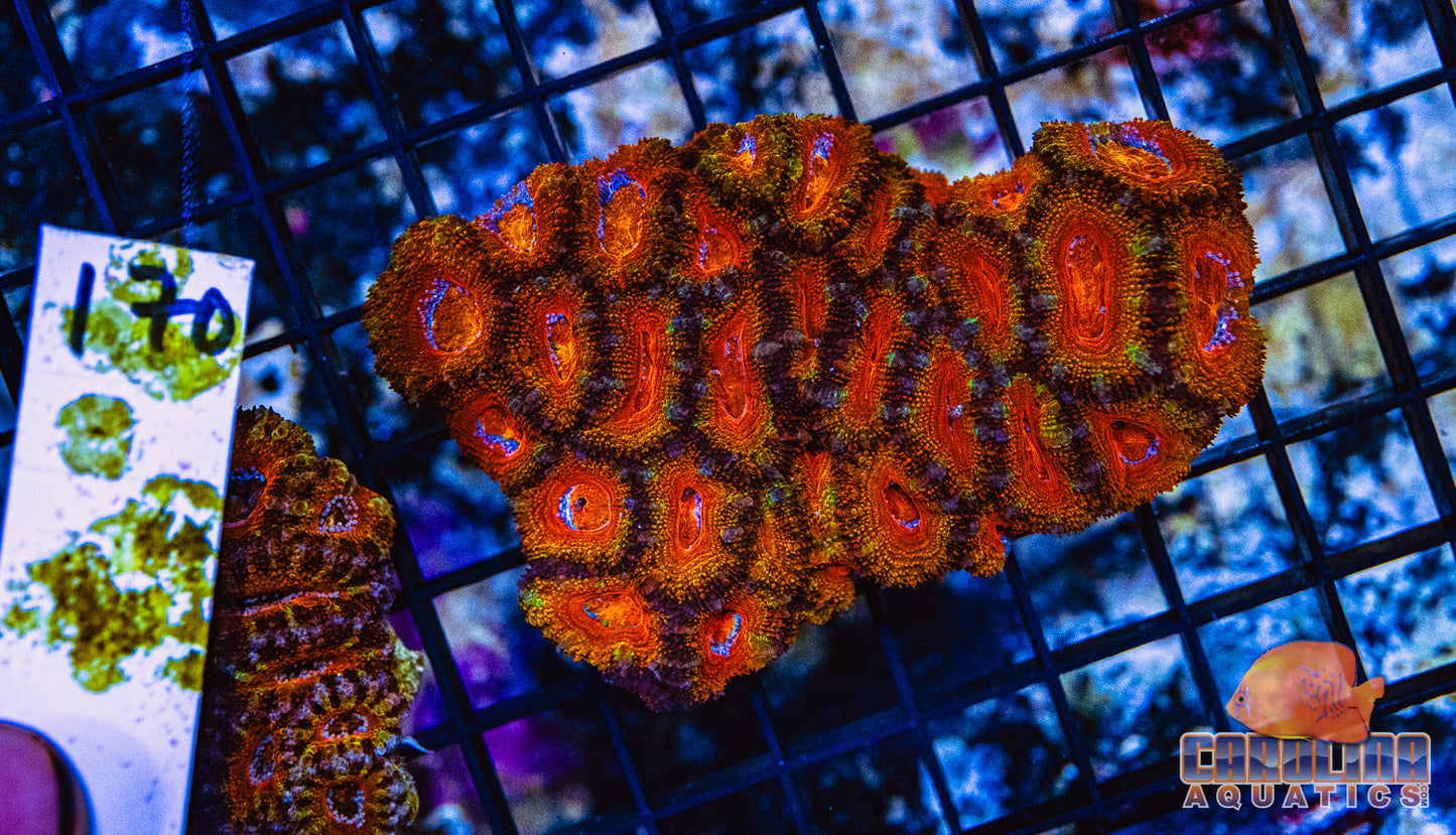 WYSIWYG 170 Acan