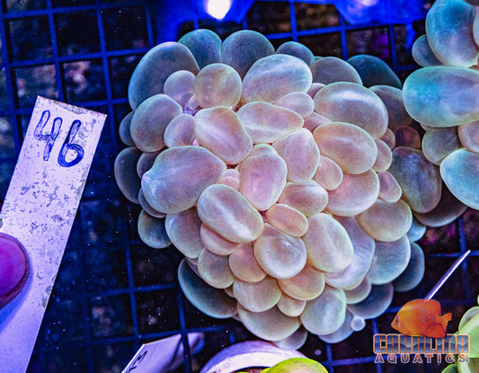 WYSIWYG 46 Bubble Coral