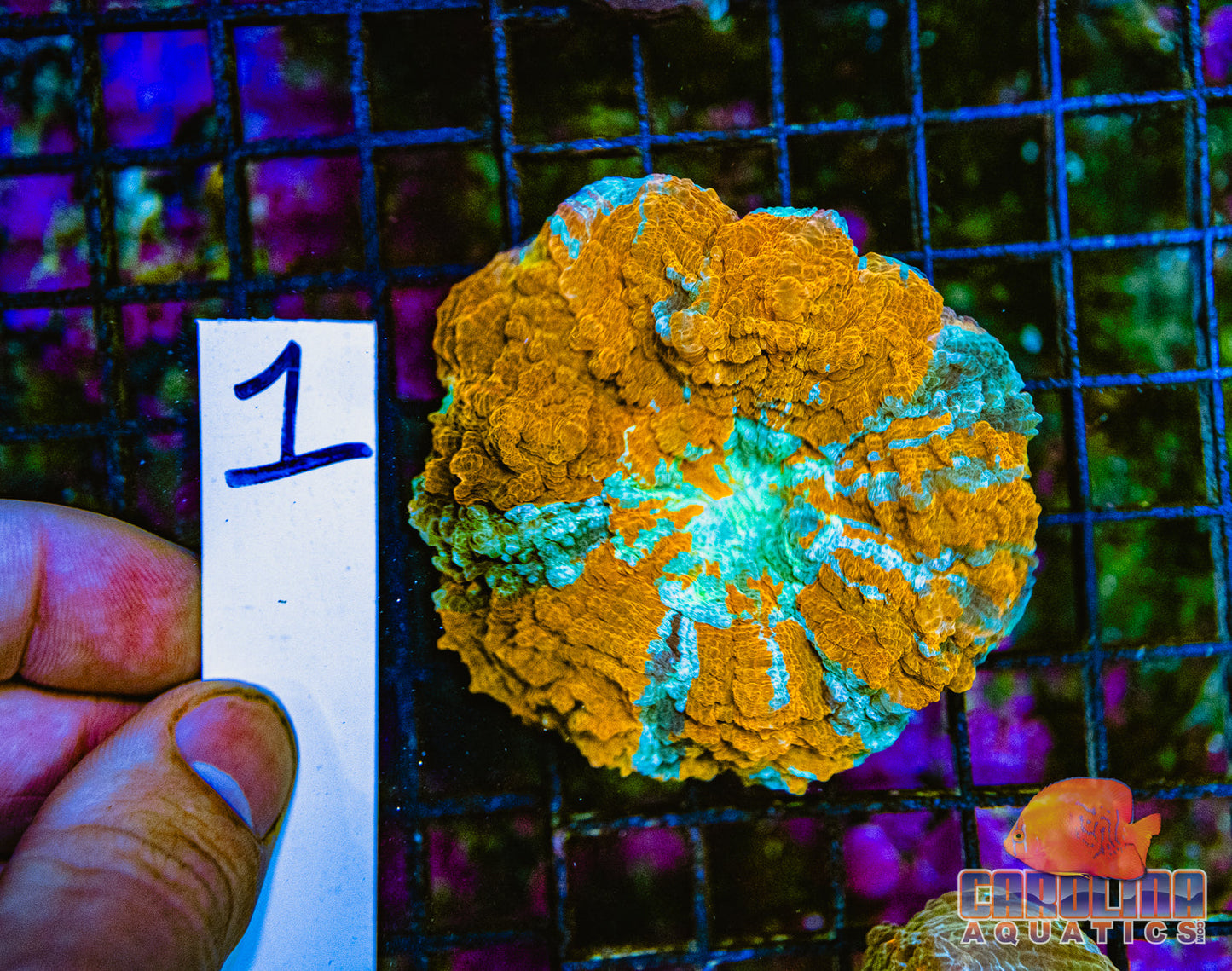 WYSIWYG 1 Darwin Branching Hammer Bronze