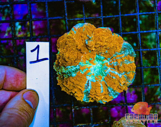 WYSIWYG 1 Darwin Branching Hammer Bronze