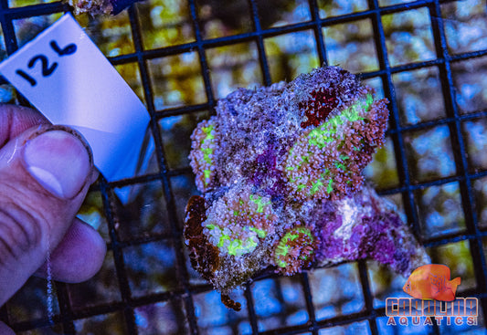 WYSIWYG 126 Fiji Mushroom