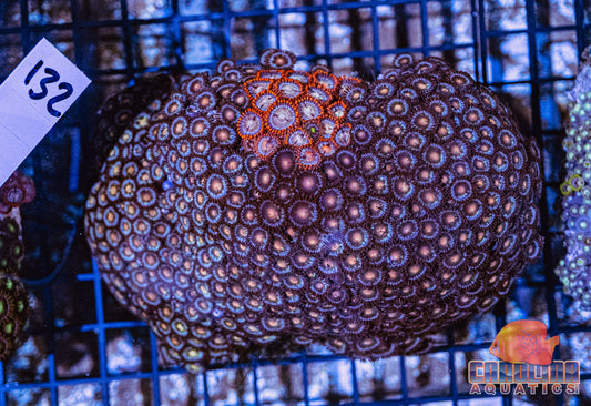 WYSIWYG 132 Vietnam Zoa
