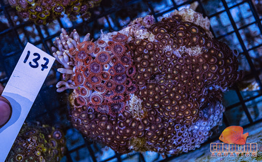 WYSIWYG 137 Vietnam Zoa