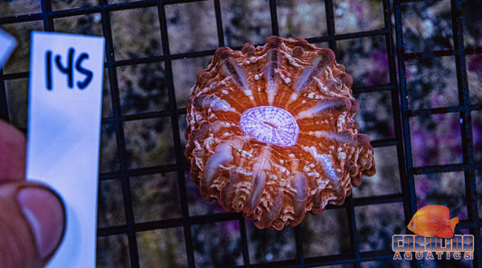 WYSIWYG 145 Cynarina