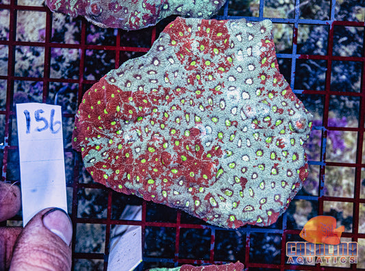 WYSIWYG 156 War Coral
