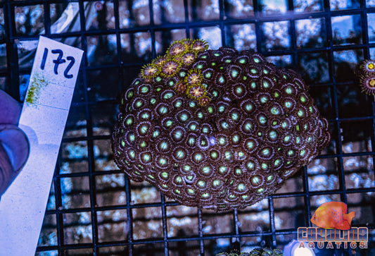 WYSIWYG 172 Vietnam Zoa