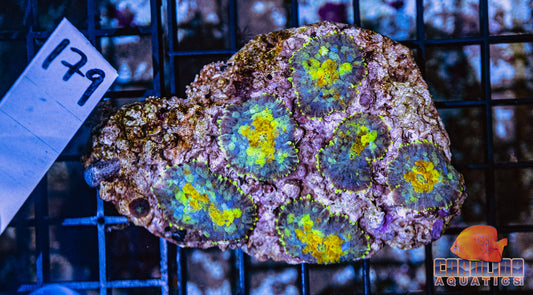 WYSIWYG 179 Mushroom