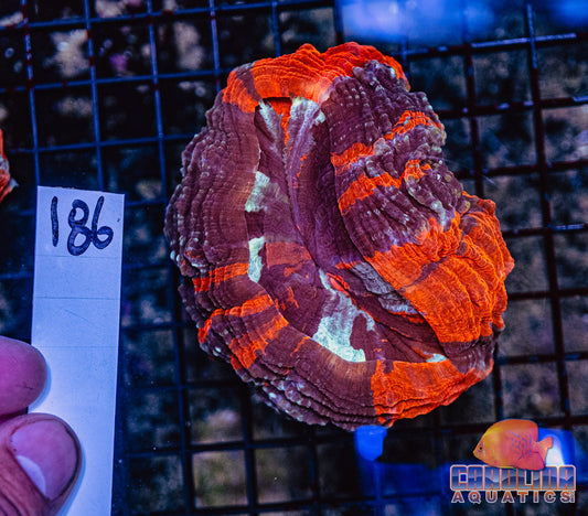 WYSIWYG 186 Acantho
