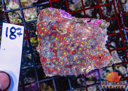 WYSIWYG 187 War Coral