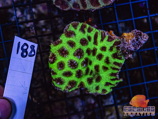 WYSIWYG 188 Fiji Favia