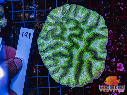WYSIWYG 191 Oulophyllia