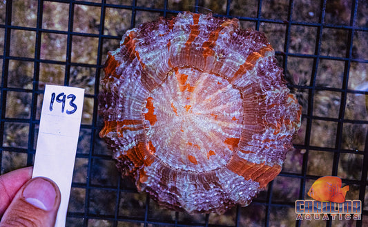 WYSIWYG 193 Acantho