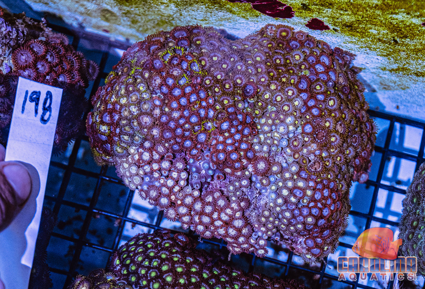 WYSIWYG 198 Vietnam Zoa