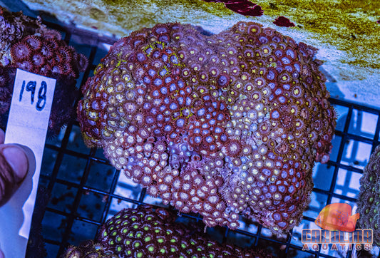 WYSIWYG 198 Vietnam Zoa