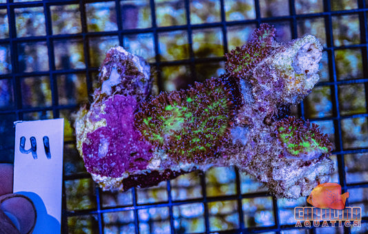 WYSIWYG 41 Fiji Mushroom