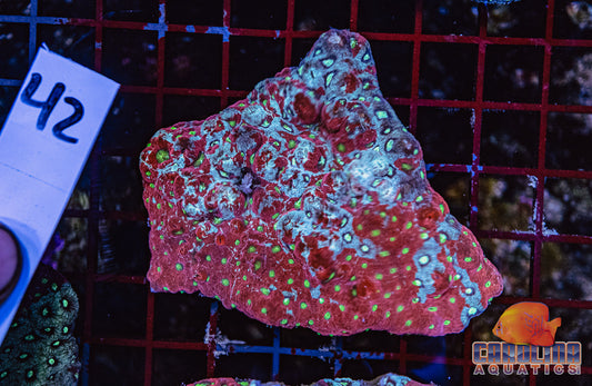 WYSIWYG 42 War Coral