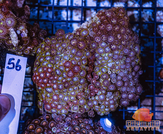 WYSIWYG 56 Vietnam Zoa