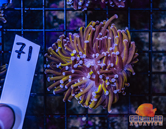 WYSIWYG 71 Aussie Gold Torch