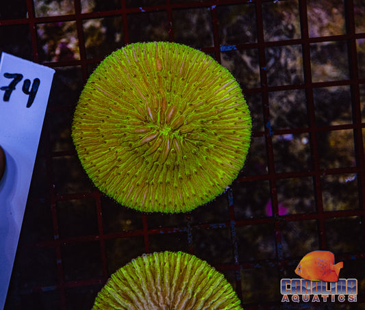 WYSIWYG 74 Plate Coral