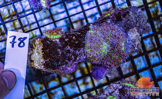 WYSIWYG 78 Fiji Mushroom