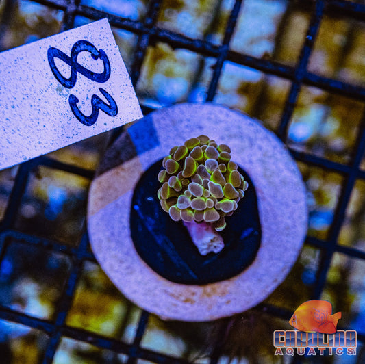 WYSIWYG 83 Hologram Branching Hammer