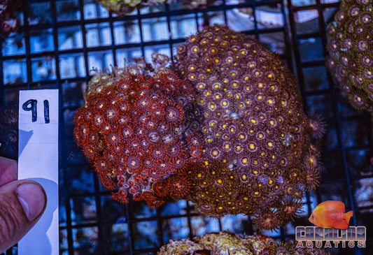 WYSIWYG 91 Vietnam Zoa