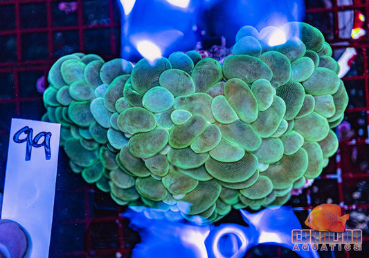 WYSIWYG 99 Bubble Coral