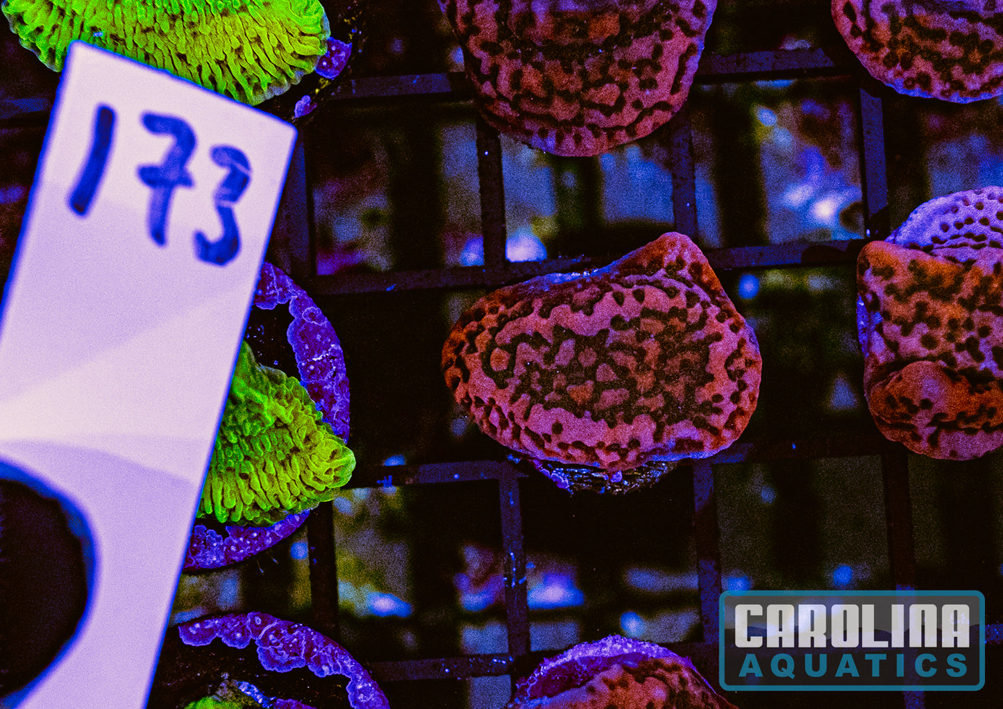 WYSIWYG 173 Cherry Tree Montipora