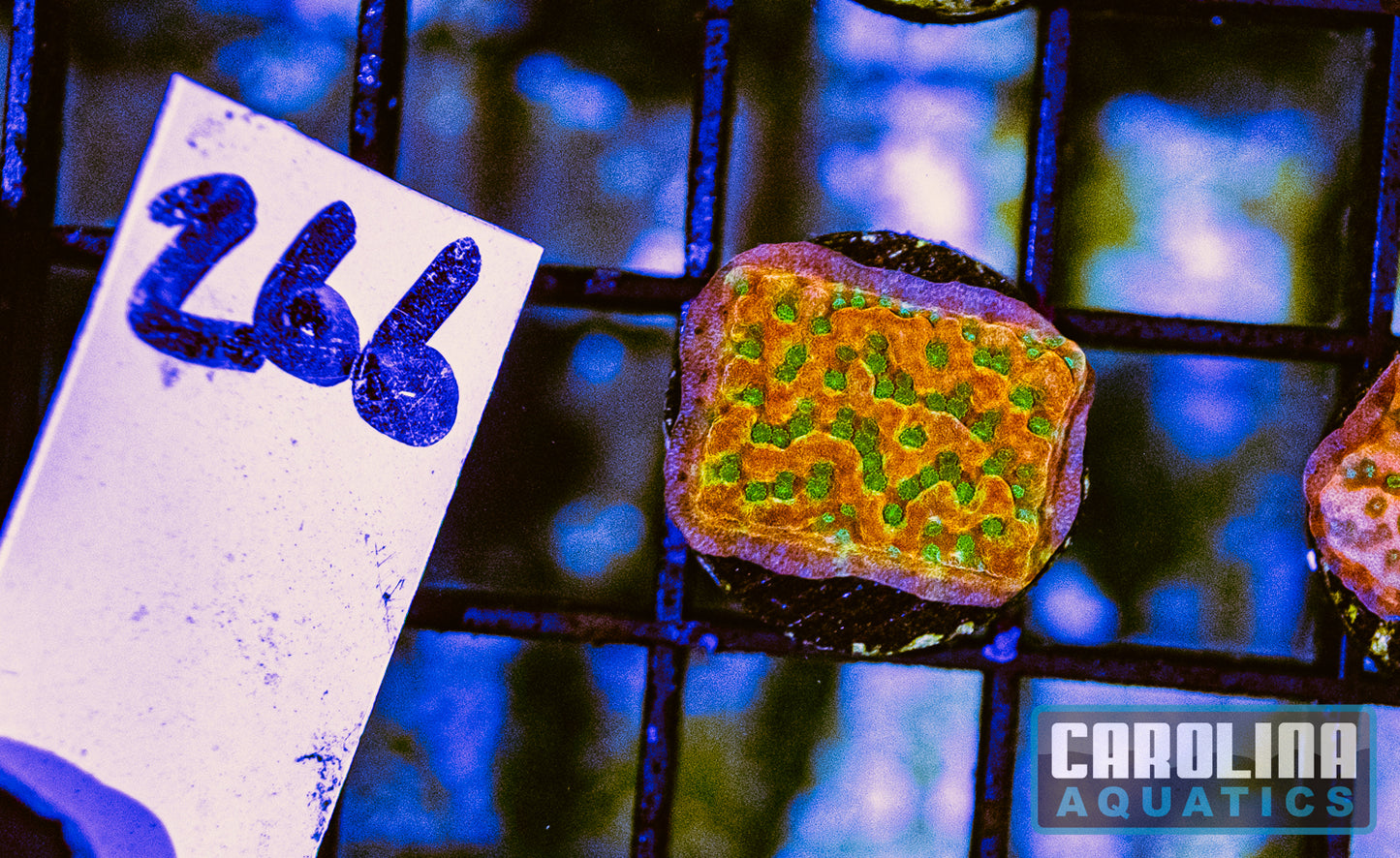 WYSIWYG 266 Sunset Imposter Montipora