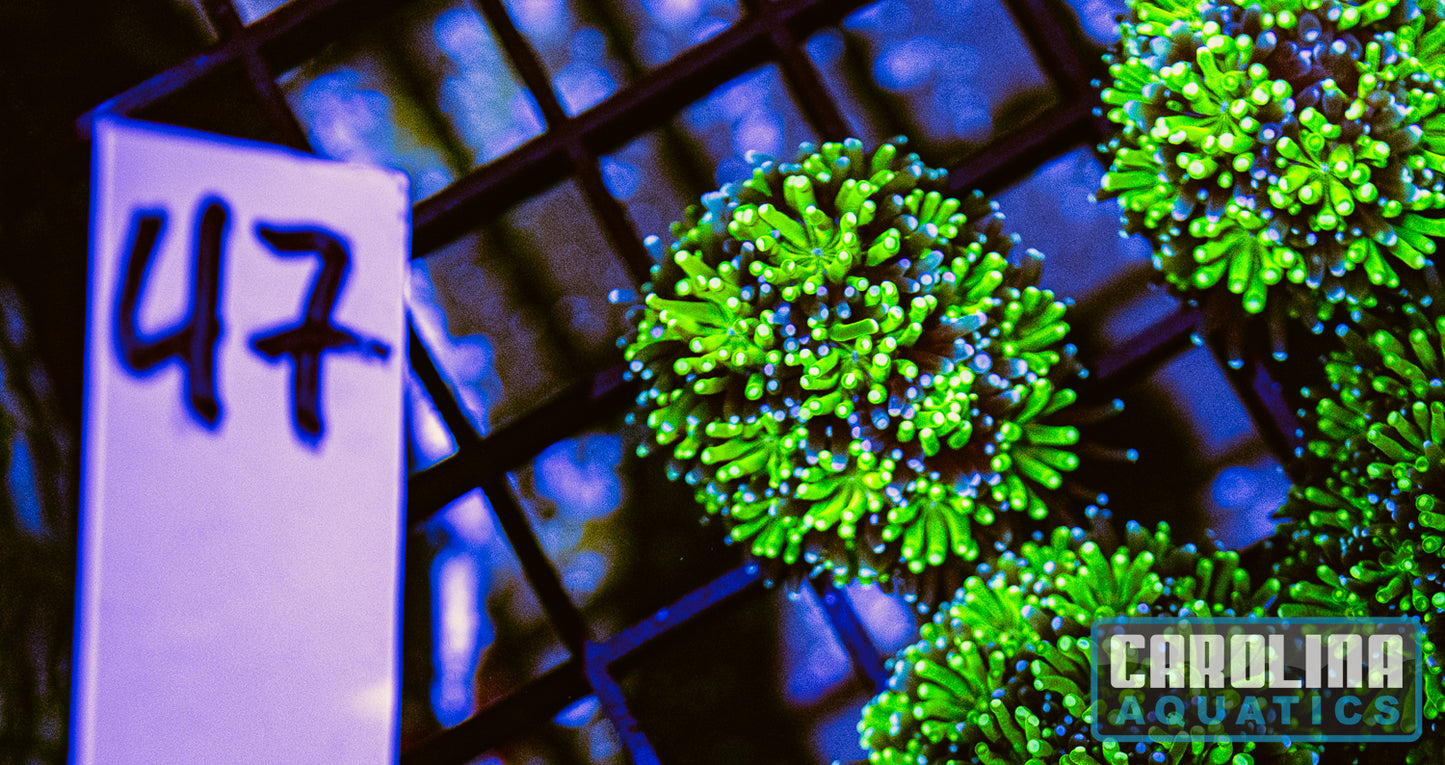 WYSIWYG 47 Galaxia Frag