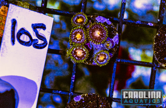 WYSIWYG 105 Sweet Tooth Zoanthid